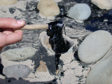 A stick-full of oil seepage.