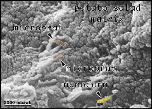 Microbrats and nanocorn in a potato salad matrix