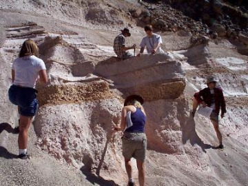 We also visited a locale where rhyolitic (Silica rich) ashflow and ashfall deposits were interbedded. The obsidian rich Banco Benito flow caps the formation.