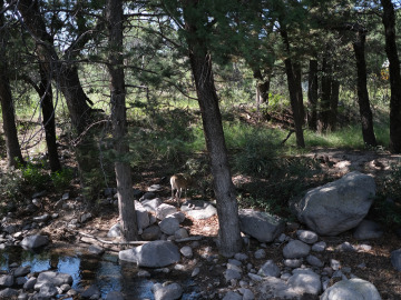 A deer stands along a river in the forest. Image by Harry Tang.