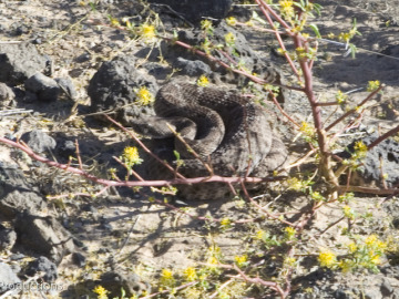 ...during our search for xenoliths, we also found a rattlesnake... and decided to stay clear.