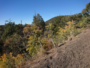 Local flora manages to grow in volcanic cinders