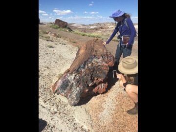 Petrified Rocks