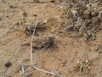 Wildlife encounter at Aden Volcanic Field