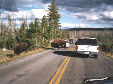 Park literature warns repeatedly that although bison may look fuzzy and calm, they can sprint faster than a human and gore you with theit sharp horns. In spite of this, we were repeatedly saddened to see people in the park treating the bison disrespectfully, bumping them with their cars and throwing rocks at them.