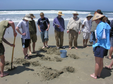 We filled in some of the pits with dyed water in an effort to examine the movement of water within the beach sand grains.