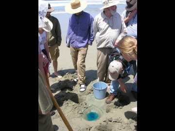 We filled in some of the pits with dyed water in an effort to examine the movement of water within the beach sand grains.