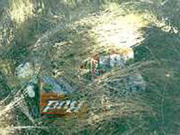 The stash of beer found at our Grapevine Mesa campsite.