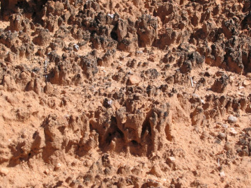 Day 3. Biological soil crusts -- what looks like dirt is actually a community of cyanobacteria, mosses, and lichens.