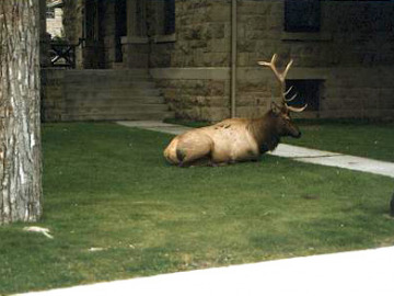 Elk were everywhere, even hanging out at the Mammoth Hot Springs Visitor Center.