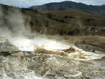 Minerva Terrace is the currently active terrace at the Lower Mammoth area.