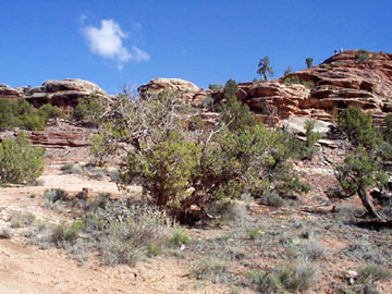 This is a picture taken from the bottom of the far side of Elephant Hill looking up. You can just barely see Aileen and Rachel at the top of the hill and they are in the same place as they are in that mosaic above.