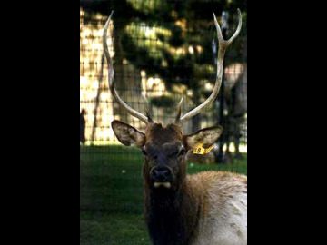 Elk make these weird whistling noises to communicate with each other and they serenaded our campsites at night.