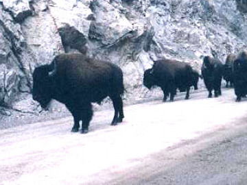 American bison (often incorrectly called buffalo) are native to North America, but only survive today in a few places. They are protected in Yellowstone Nmational Park and roam freely aroud meadows and over roads.