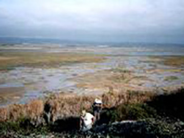 Later on day three, we went a little further south to Laguna Negro, where there are abundant algal mat colonies. The algal mat style of living, with many different kinds of microbes interdepent on one another, is thought to be the oldest way of living on the earth. When algal mats die and are fossilized, they are known as stromatolites. The mats form in shallow, saline lagoons.