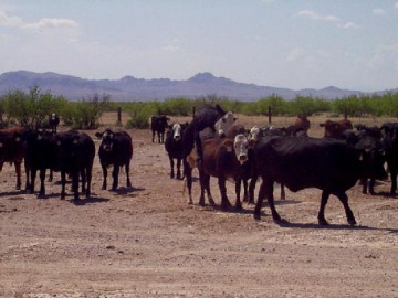 Paul gave two brief talks on palaeoshorelines (terrestrial and martian) from Willcox Playa (once Lake Cochise) and Animas Lake. The humping cattle were a very popular distraction.