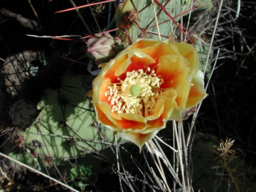 Orange-red flower on a cactus.