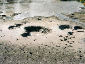 Next on the itinerary was our first look at hydrothermal features in the Sulfur Cauldron area. Most of these are acid pools, usually bubbling with escaping gases. None of them are geysers, but there are some neat things to see. These are small springs, some under a large pool of water.