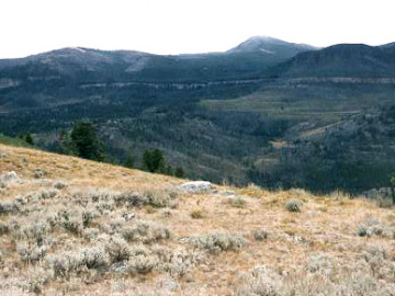 Just west of the park boundary is an extremely shallow and extremely long-running fault, or decollement. The Heart Mountain Detachment Fault is visible in this picture as it cut through a weak limestone layer (the white line in the rocks.