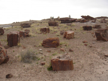 Petrified wood at Petrified Forest National Park.