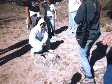 The tree's organic material eventually rots away, and creates a hole in the mineral deposit.