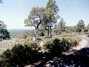 The Mogollian Rim is the high cliff that separates the pine-forested Colorado Plateau from the desert below.