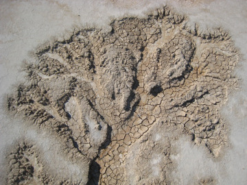 Cool pattern found near the clay dunes.