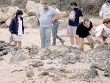 Natural tar oozing from the ground.