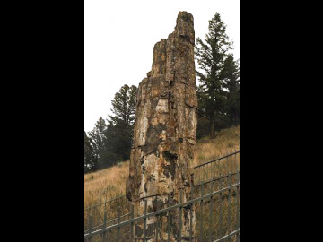 During the Yellowstone area volcanism, trees were buried in deep layers of pyroclastic ashflow. The trees were preserved upright in the rock in their original orientations. Here, a tree that has remained as the surrounding tuff weathered away.