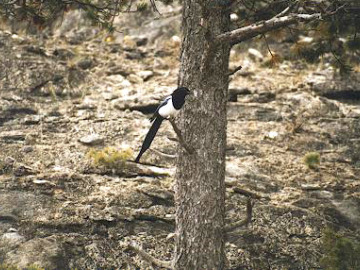 A mockingbird shows off its pretty plumage at Mammoth Hot Springs.