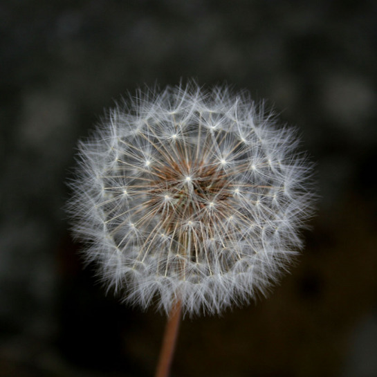 Reykjavik dandelion.