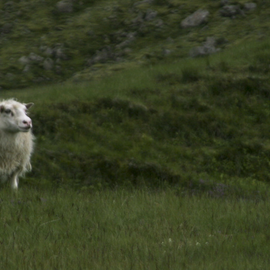 Sheep are free to roam in the Icelandic highlands. 
