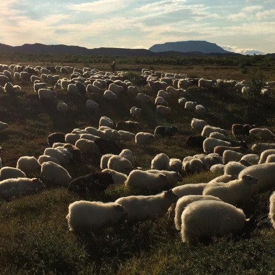 Suddenly sheep! During the summer there was a challenge to invent the best sheep joke, the winner was, "In Iceland, what do sheep and faults have in common?" ... "Shear stress."