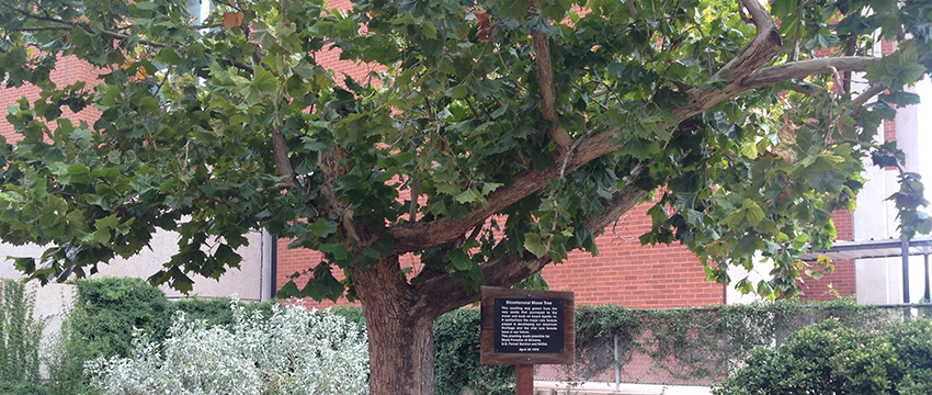 The Moon Tree, an American sycamore, is one of 64 that still survive after being planted in the wake of the Apollo 14 lunar mission.