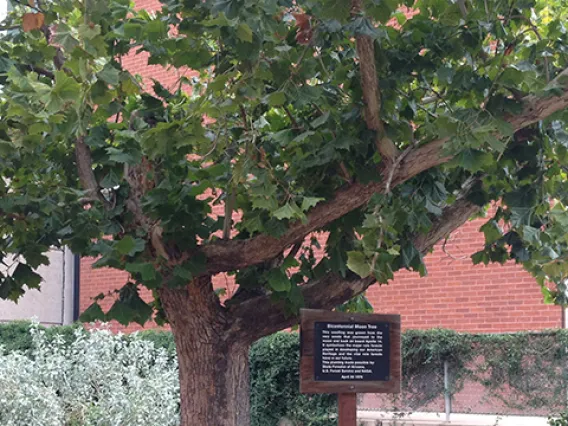 The Moon Tree, an American sycamore, is one of 64 that still survive after being planted in the wake of the Apollo 14 lunar mission.
