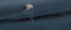 OSIRIS-REx sample capsule parachutes down to Earth.